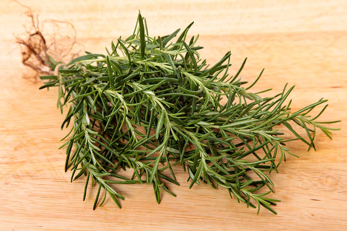 What Is Rosemary