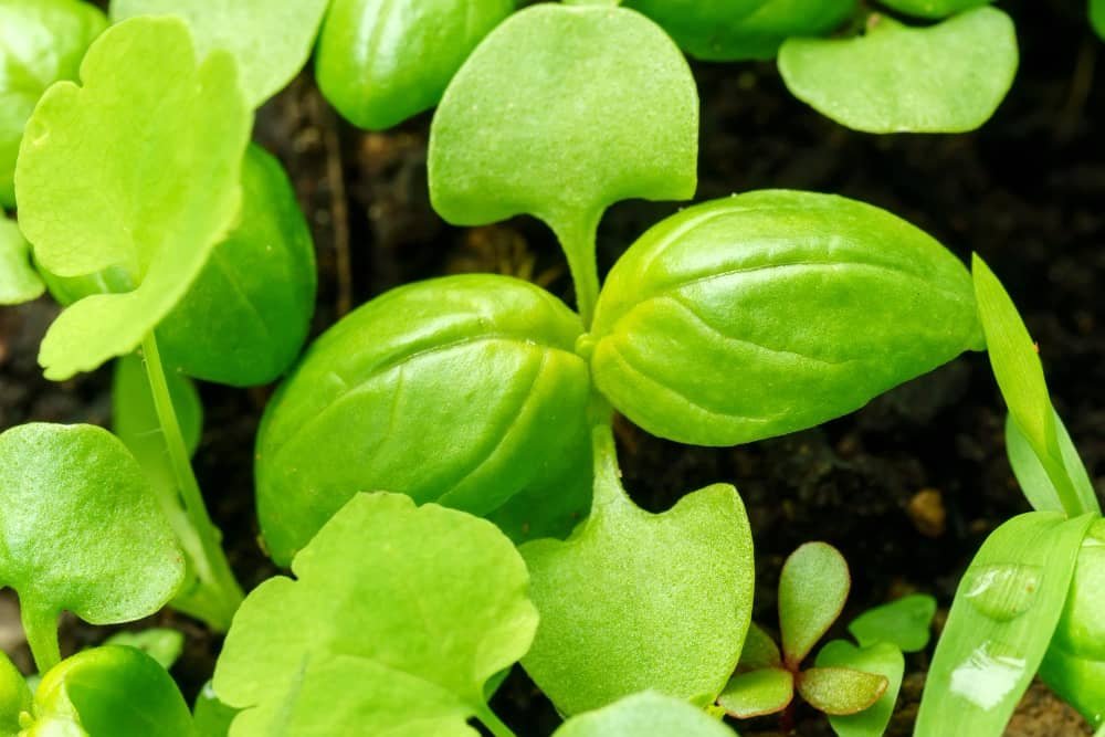 Basil Irresistible Aroma and Flavor