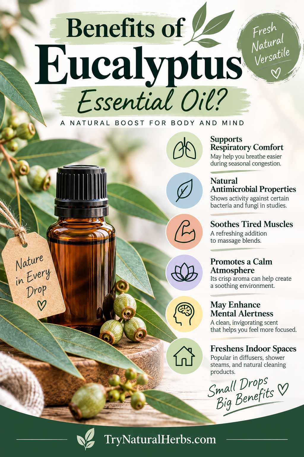 Eucalyptus Essential Oil Benefits Infographic