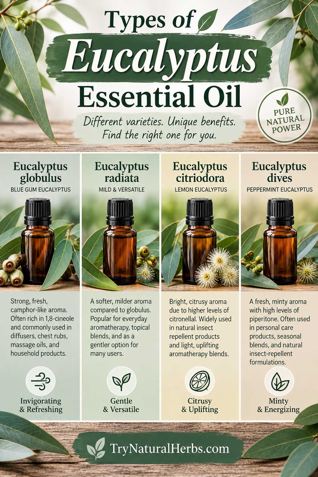 Eucalyptus Essential Oil Varieties Guide