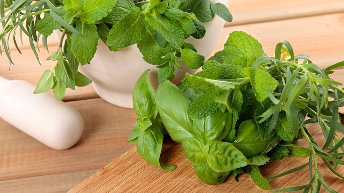 Health Benefits of Basil