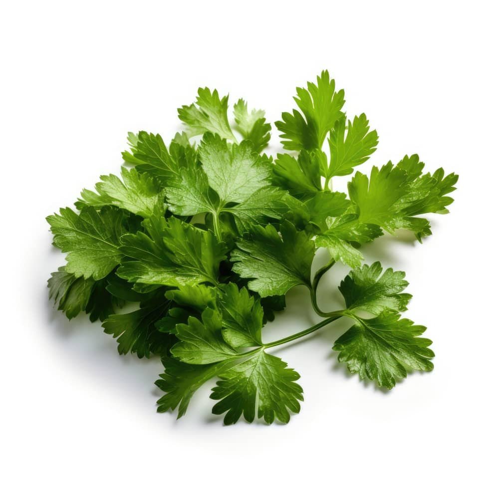 Health Benefits of Cilantro