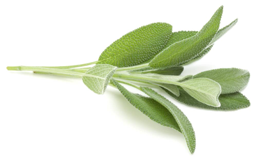 History and Origin of Sage
