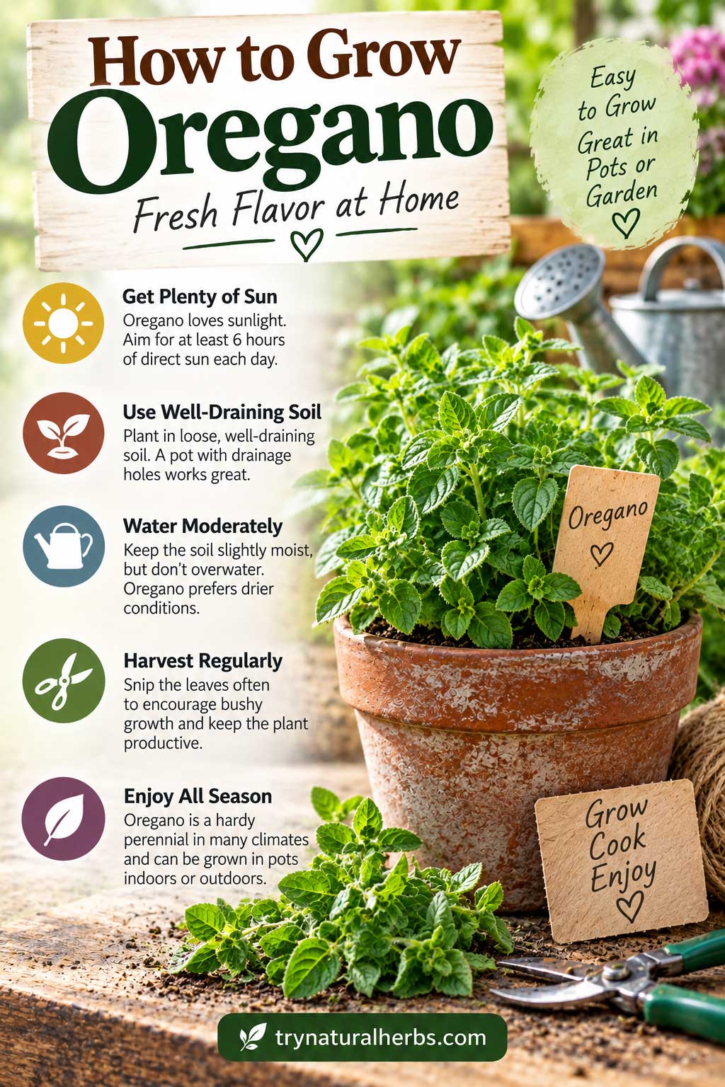 How to Grow Fresh Oregano at Home
