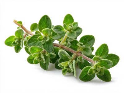 Marjoram benefits and usage