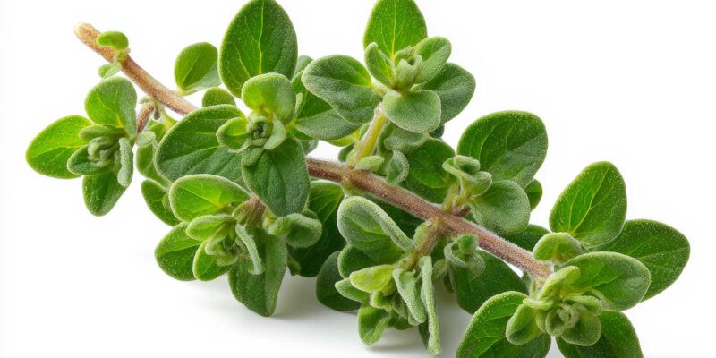 Marjoram benefits and usage