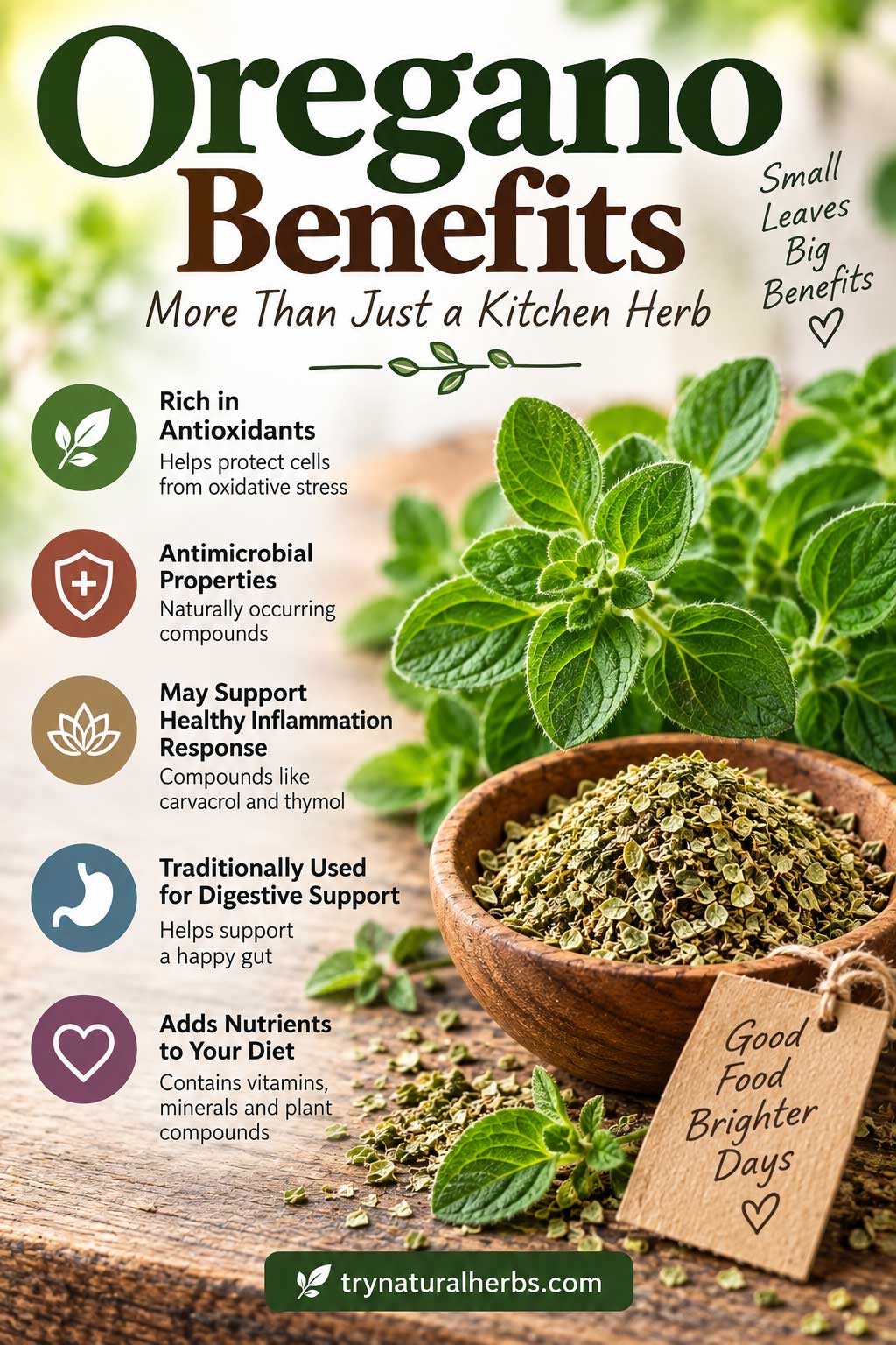 Oregano Benefits Herb Infographic