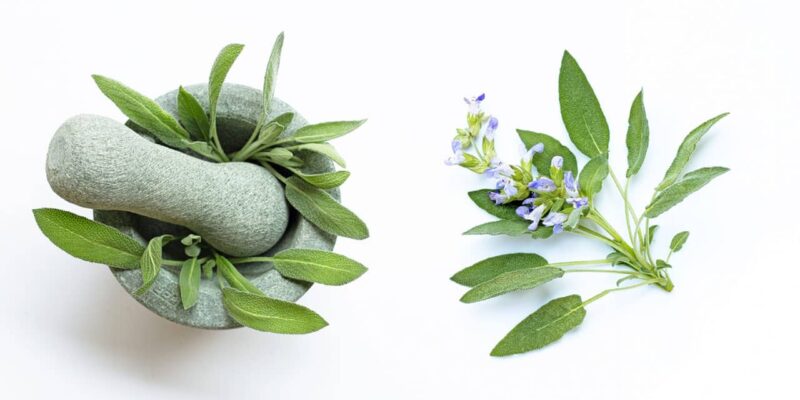 Sage benefits