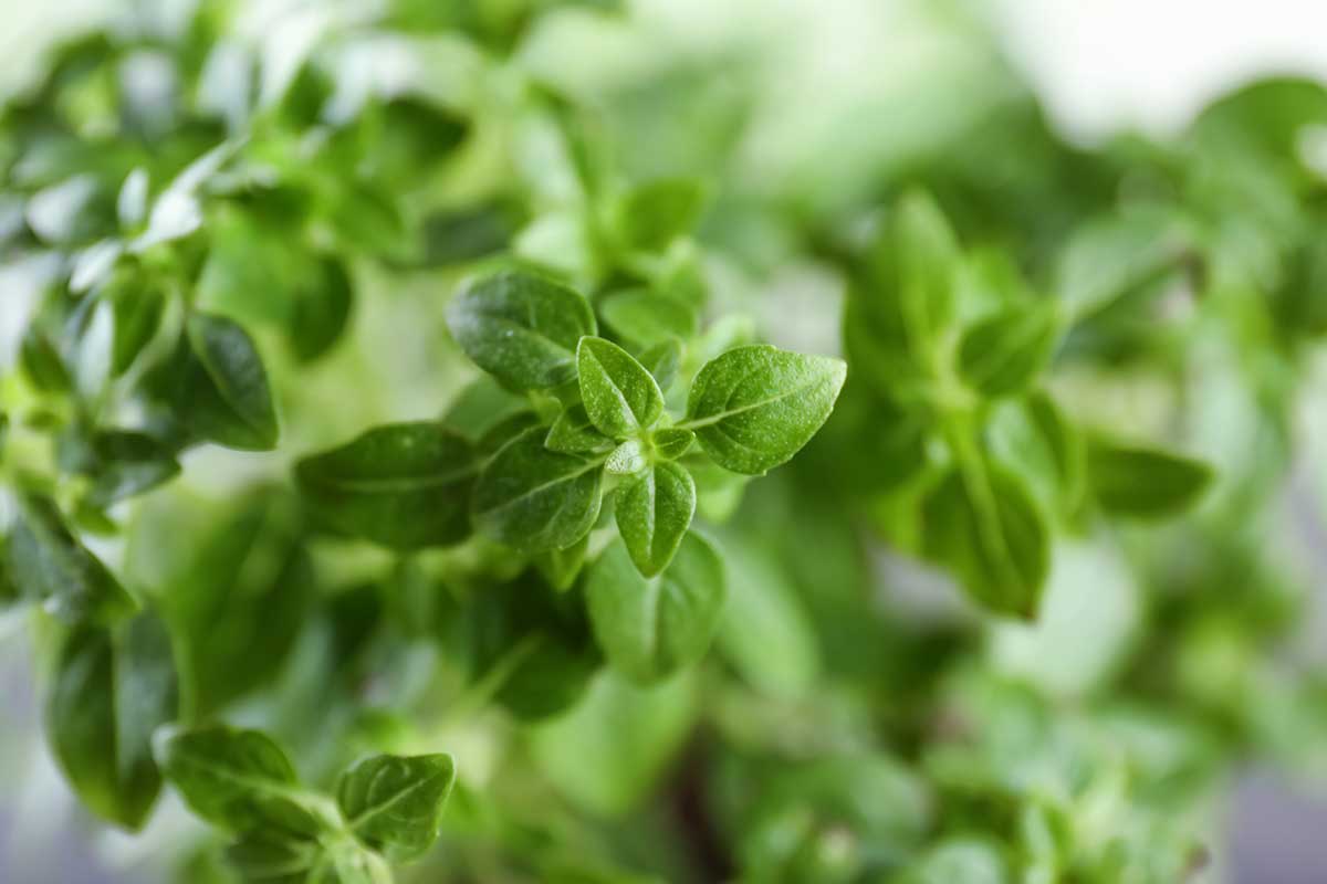 Side Effects and Safety of Oregano