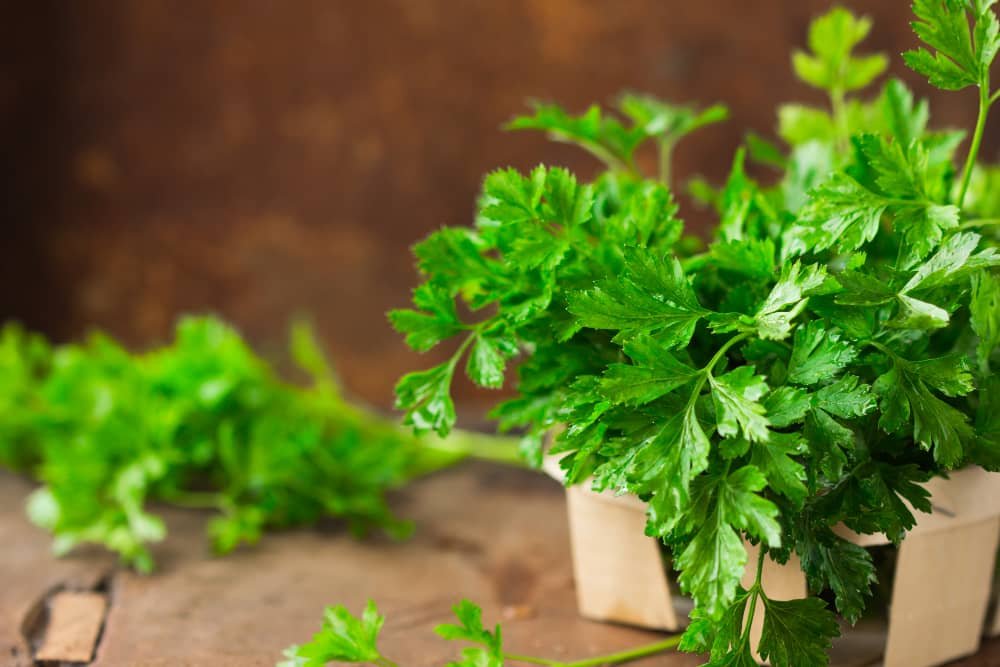 Tips on Growing Cilantro