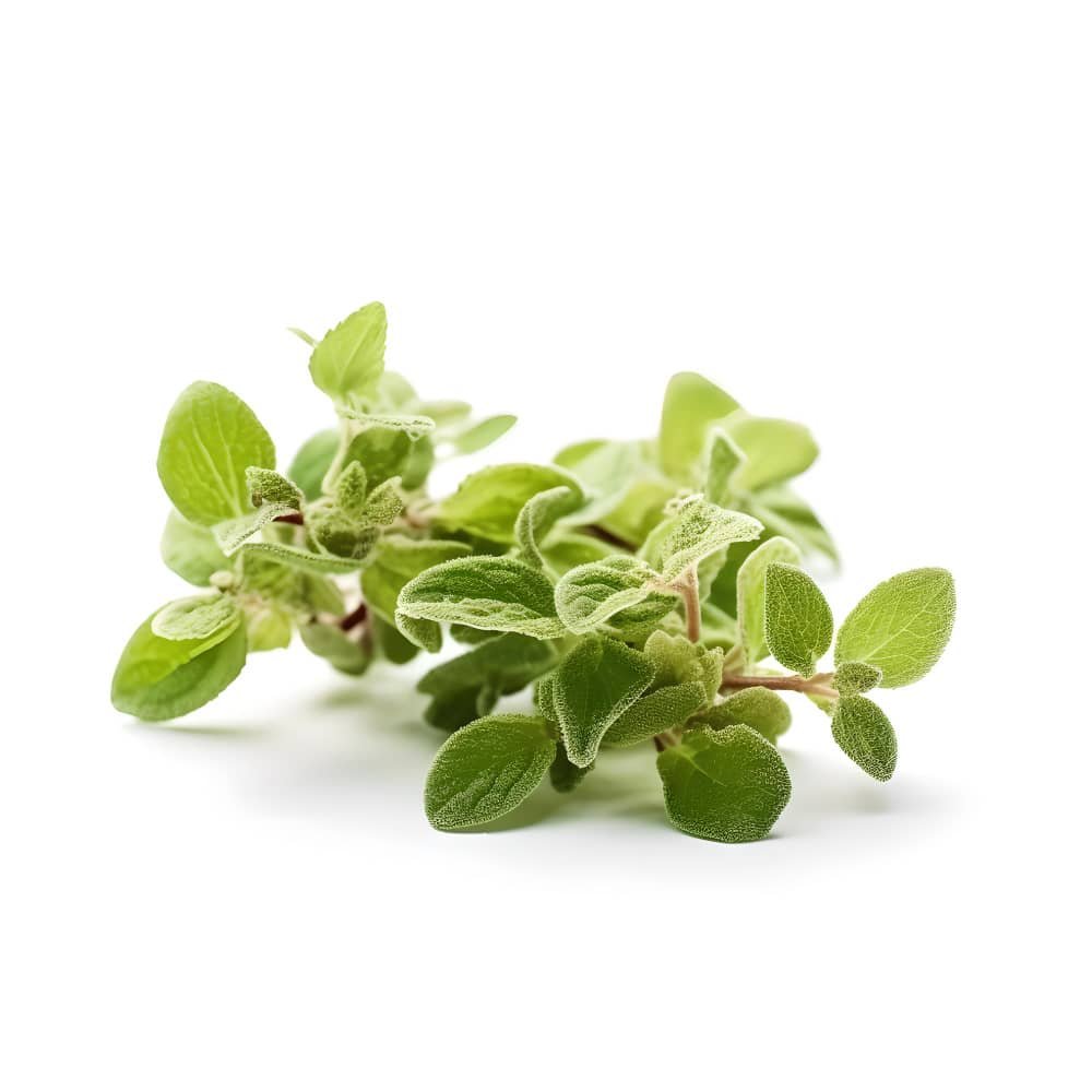 Uses and Benefits of Marjoram