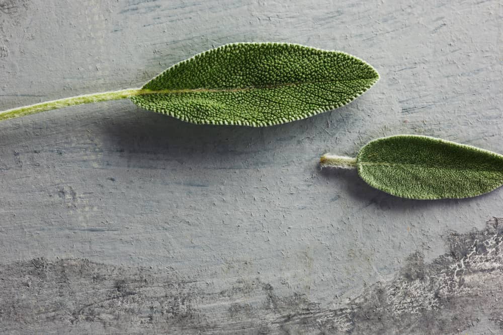 Uses of Sage in Cooking