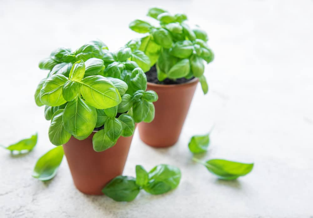 What Are the Health Benefits of Basil