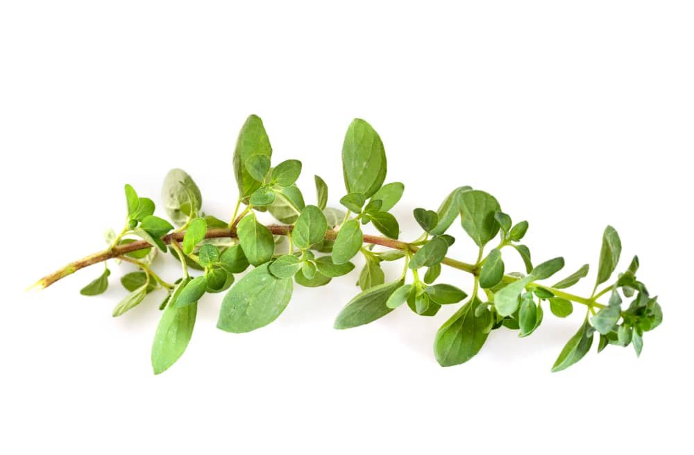 why use oregano herb